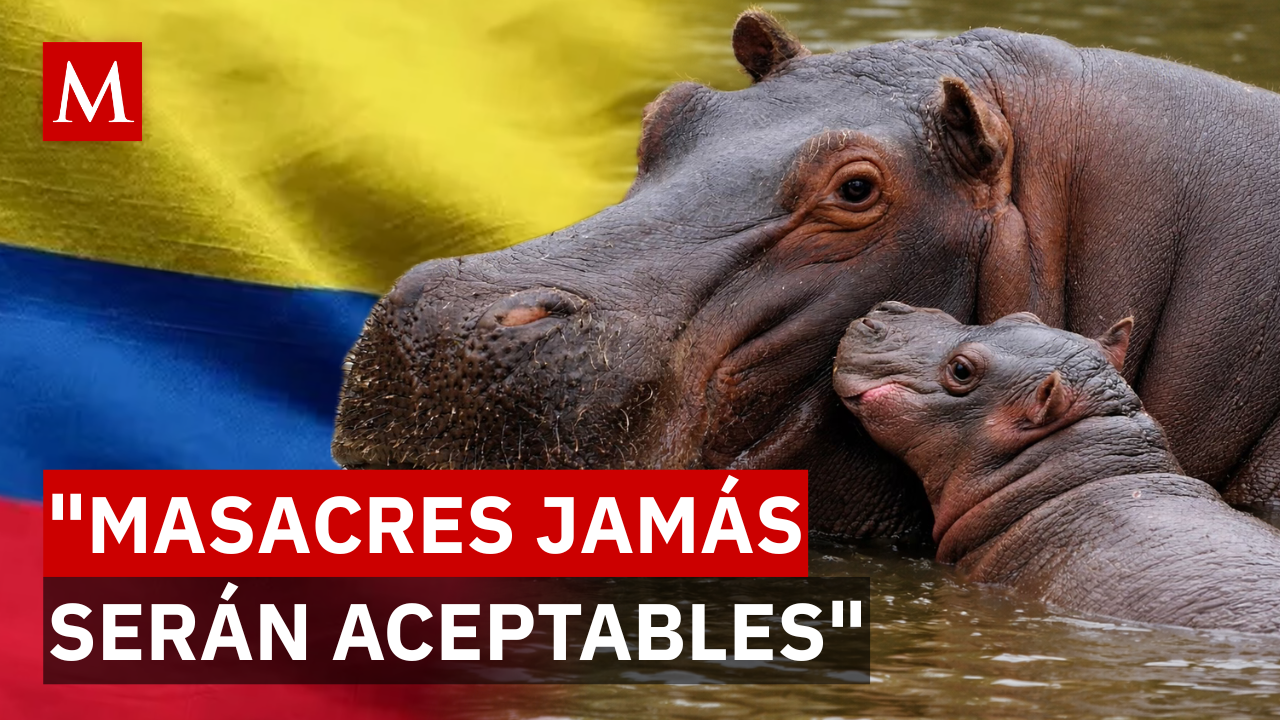 ¿Crueldad o necesidad? El plan para eliminar a los hipopótamos de Escobar