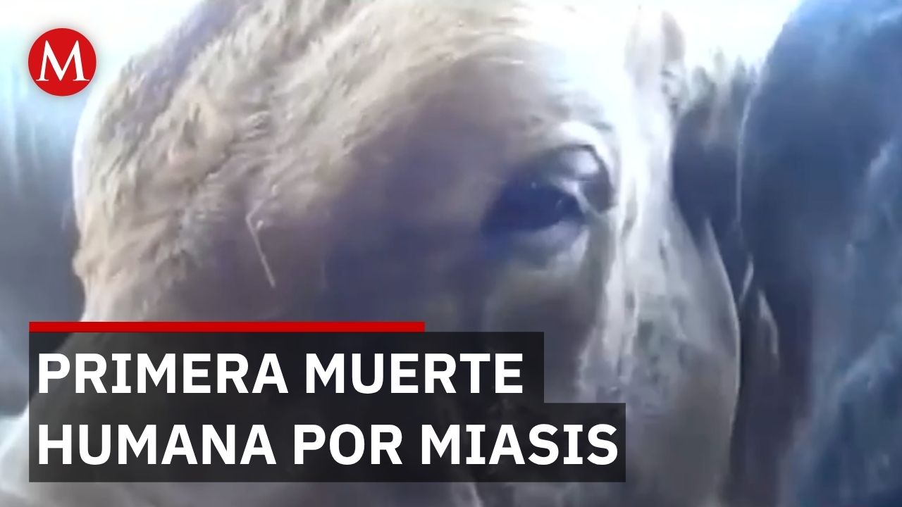 Gusano barrenador cobra su primera víctima en Oaxaca tras negligencia accidental