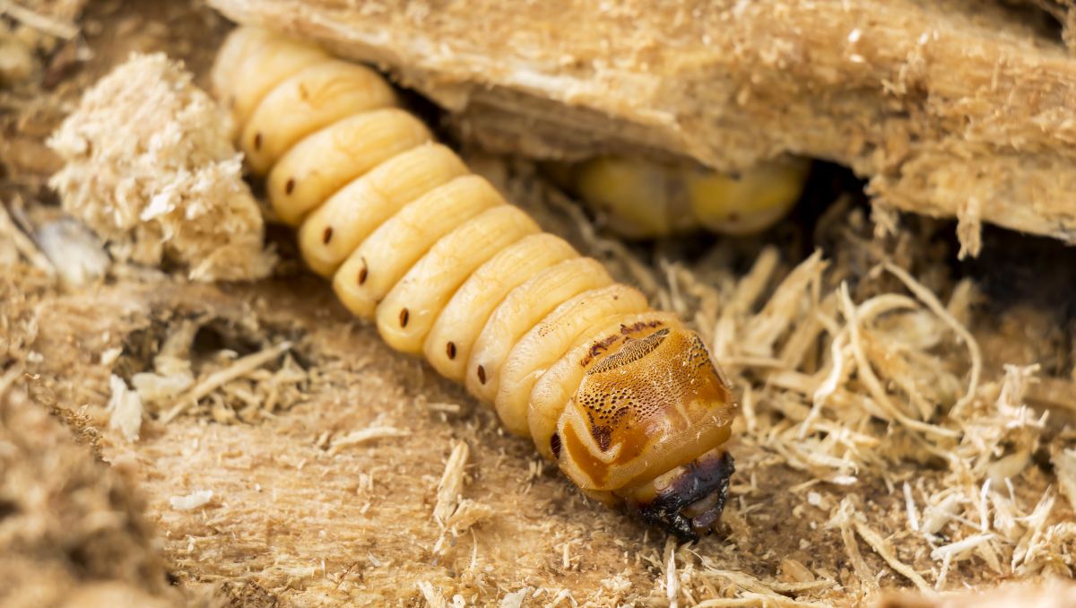 Guanajuato registra un acumulado de 20 casos de gusano barrenador; Xichú el más afectado