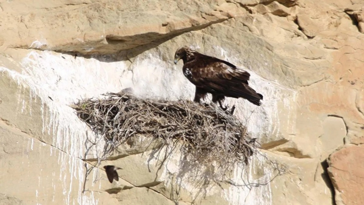 El hallazgo de un nido activo con una hembra y el arribo del macho en el Área de Protección de Flora y Fauna Ocampo.| Especial.
