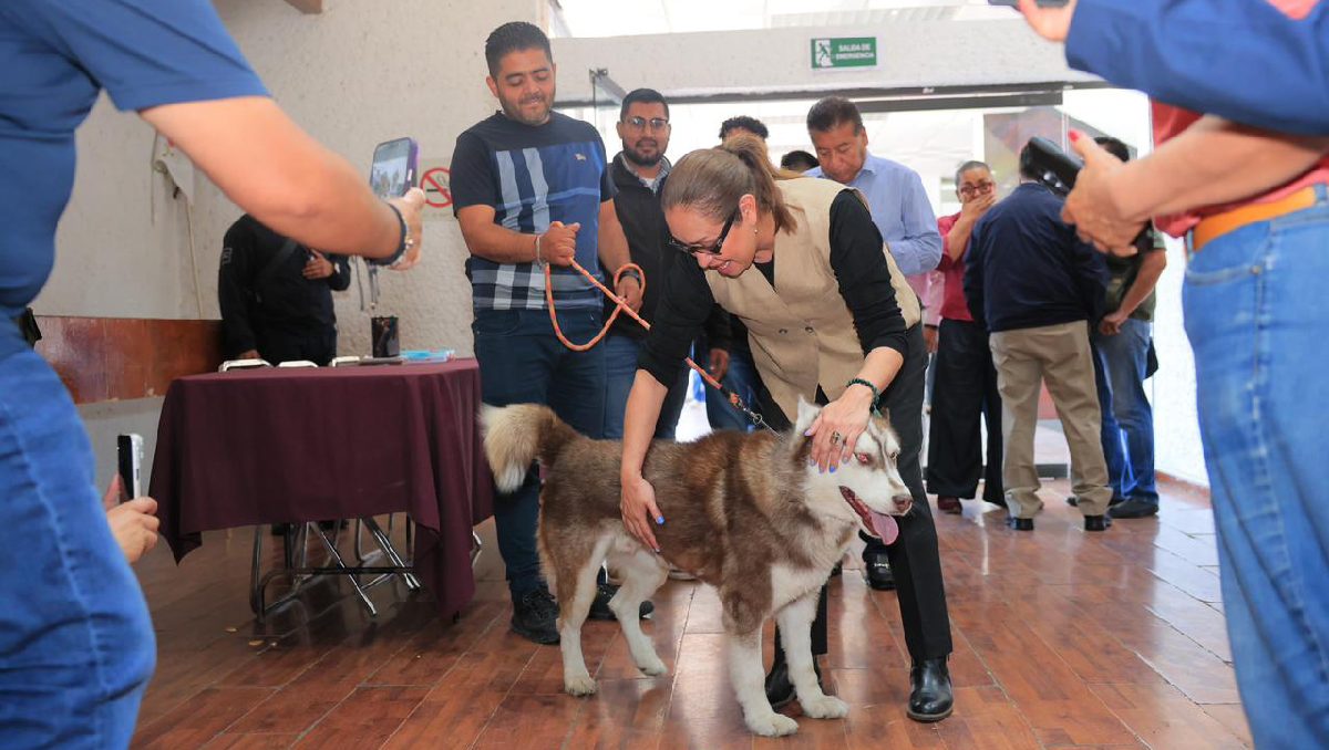 Huellitas de Amor contempla realizar mil 200 esterilizaciones gratuitas en Ecatepec. Foto: (Especial)