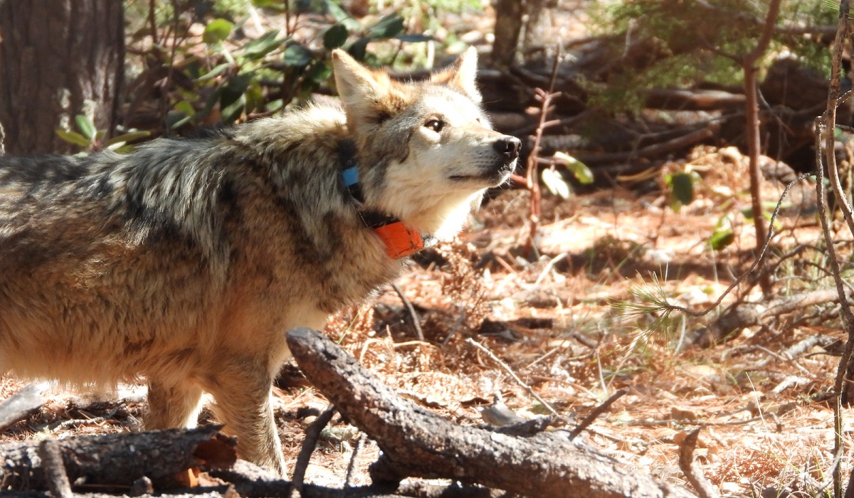 Lobo mexicano (Canis lupus baileyi). (cortesía)