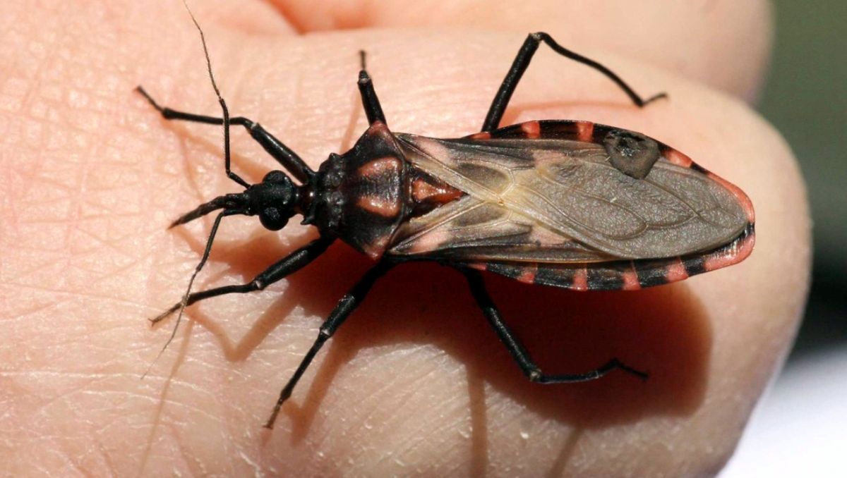 Aunque a nivel nacional los casos van en aumento, Nuevo León se mantiene sin variación en su incidencia | Especial