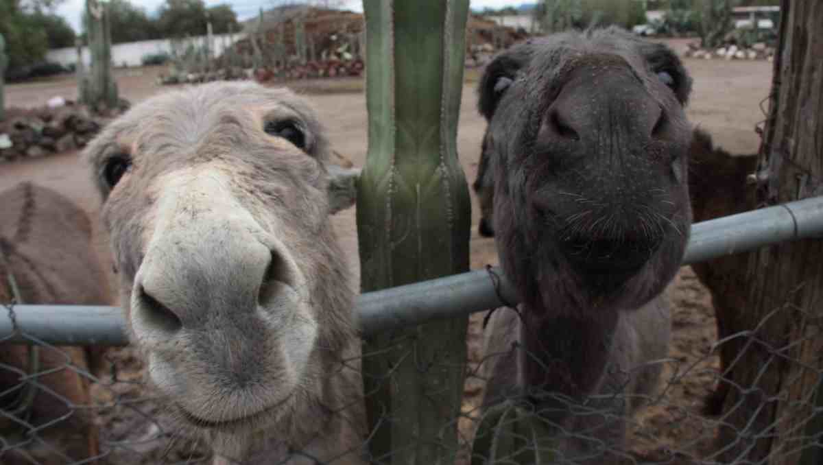Otumba llevará la temática mundialista a la Feria del Burro 2026 para promover la protección de esta especie en riesgo. Especial