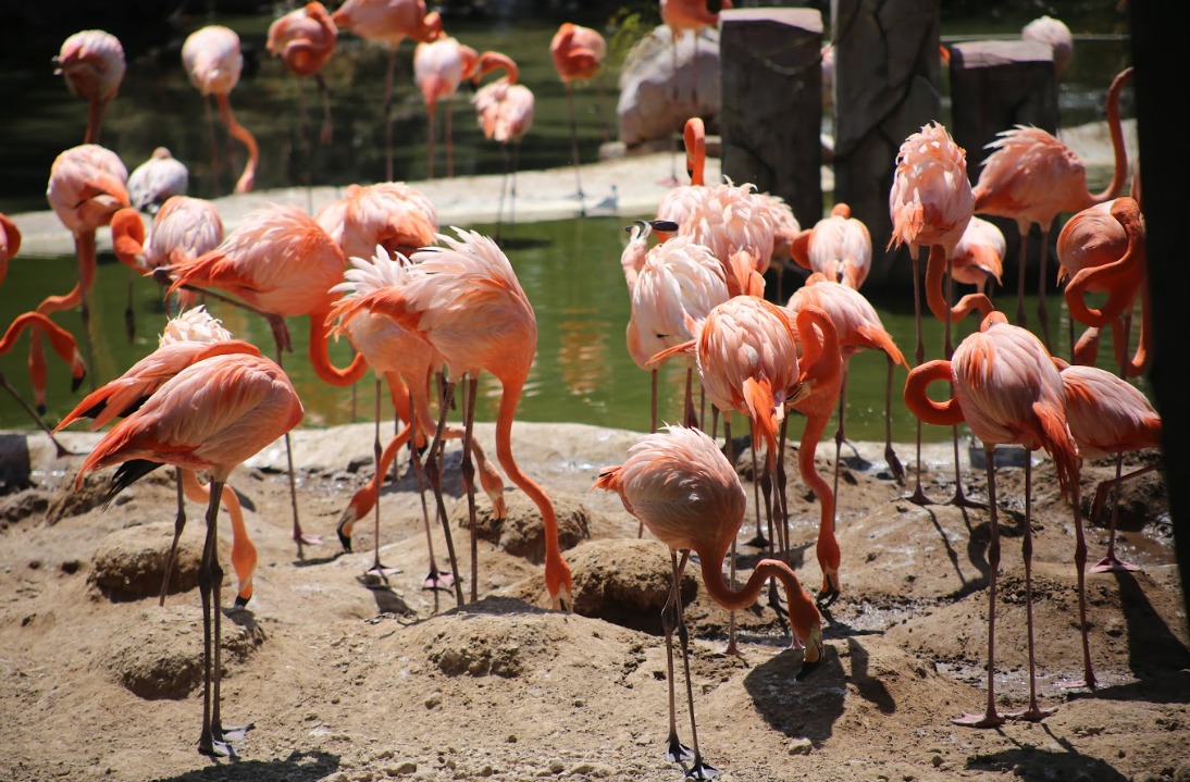 La población, hasta el cierre de enero de 2026, era de mil 872 en el Zoológico de León. (Foto: :Dany Béjar)
