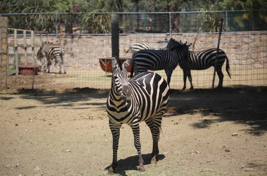 La población, hasta el cierre de enero de 2026, era de mil 872 en el Zoológico de León. (Foto: Dany Béjar )