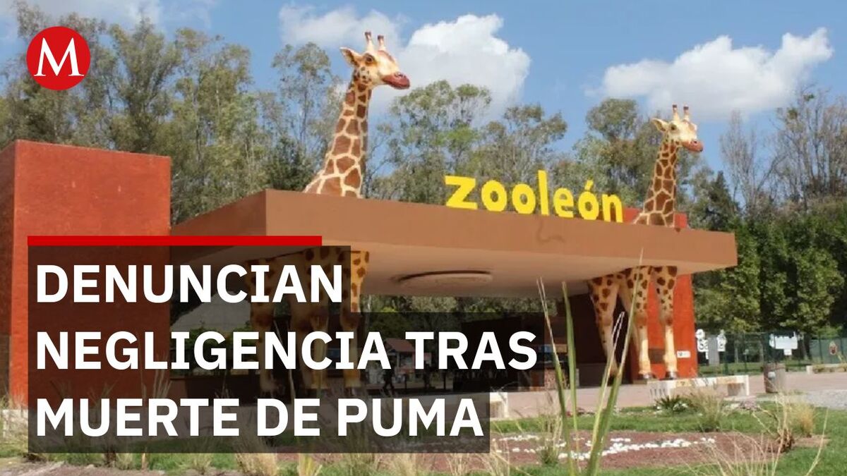 Registran muerte de un puma en Zoológico de León; trabajador denuncia descuido