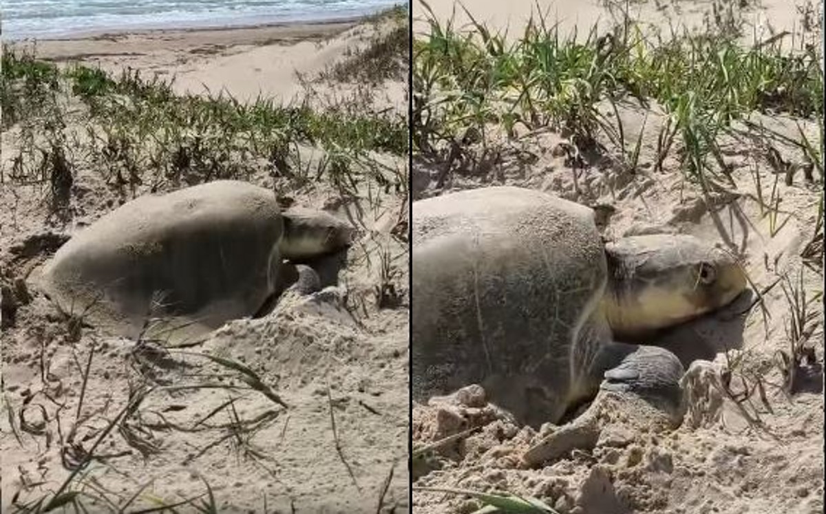 Tortuga lora en playa Bagdad, Matamoros. | Conibio Global
