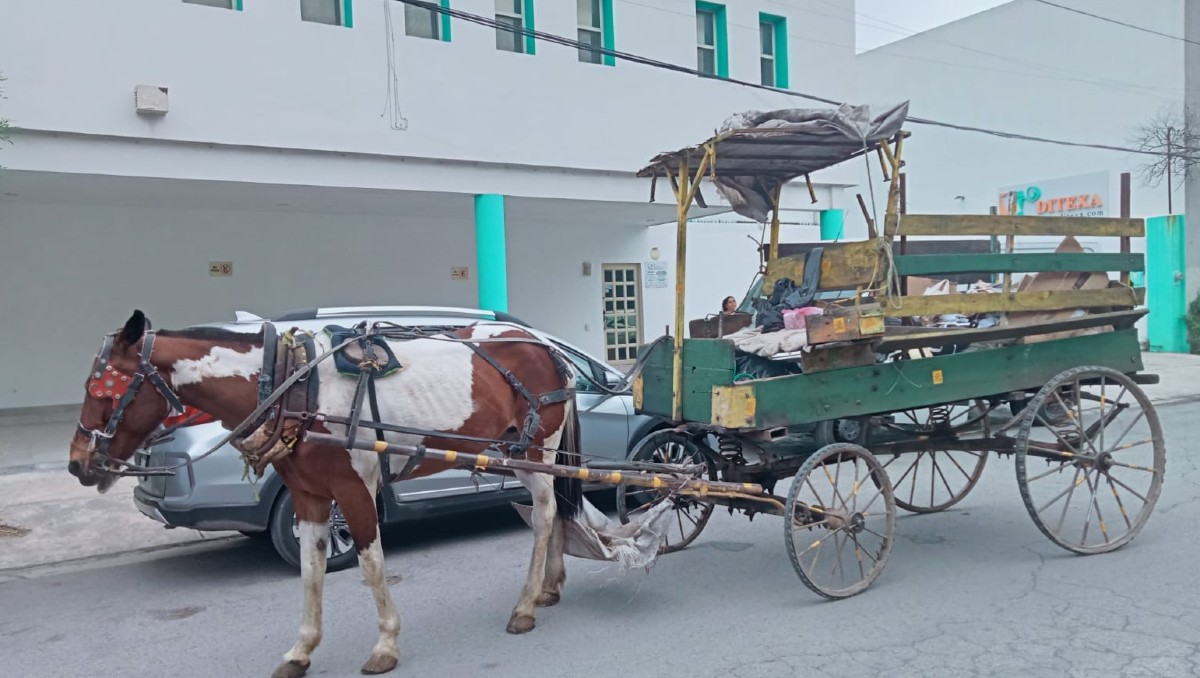 La yegua de nombre La Pinta, el vehículo y la cuerda fueron asegurados. Foto: Especial