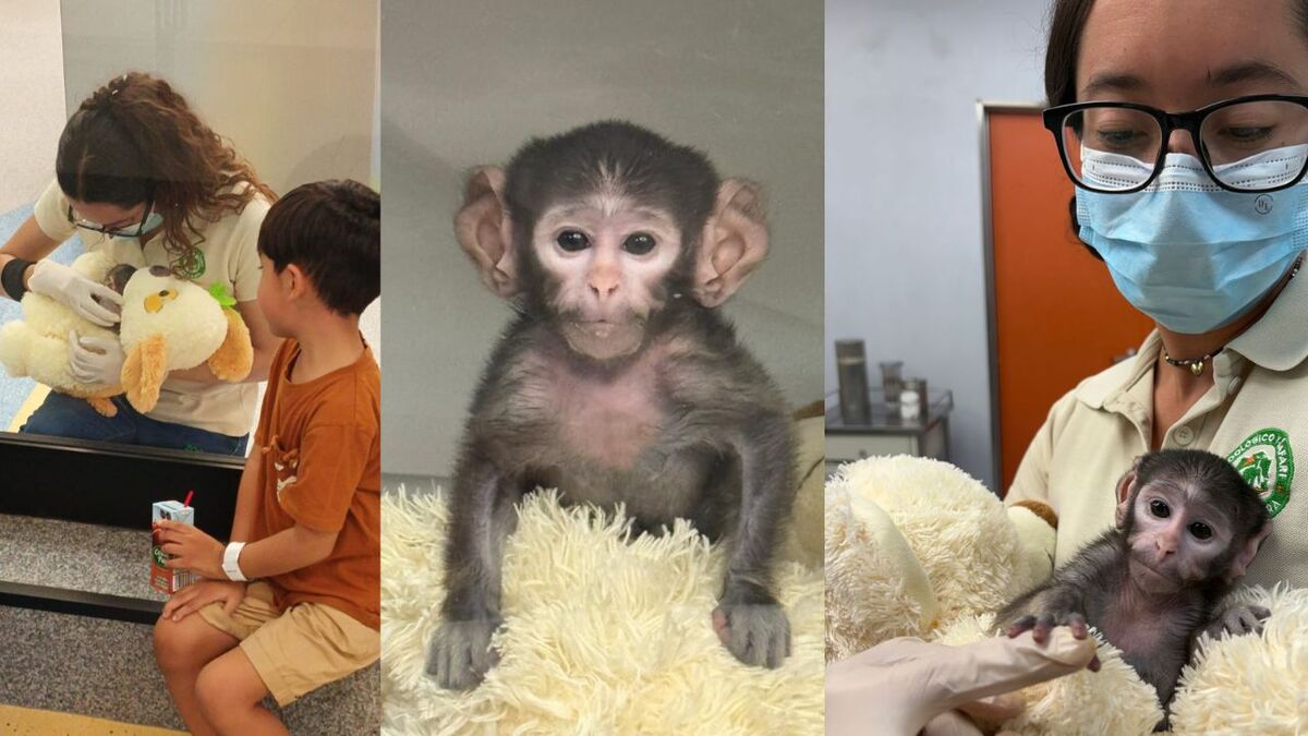 Yuji: El mono patas que cautiva al Zoológico Guadalajara (Cortesía)