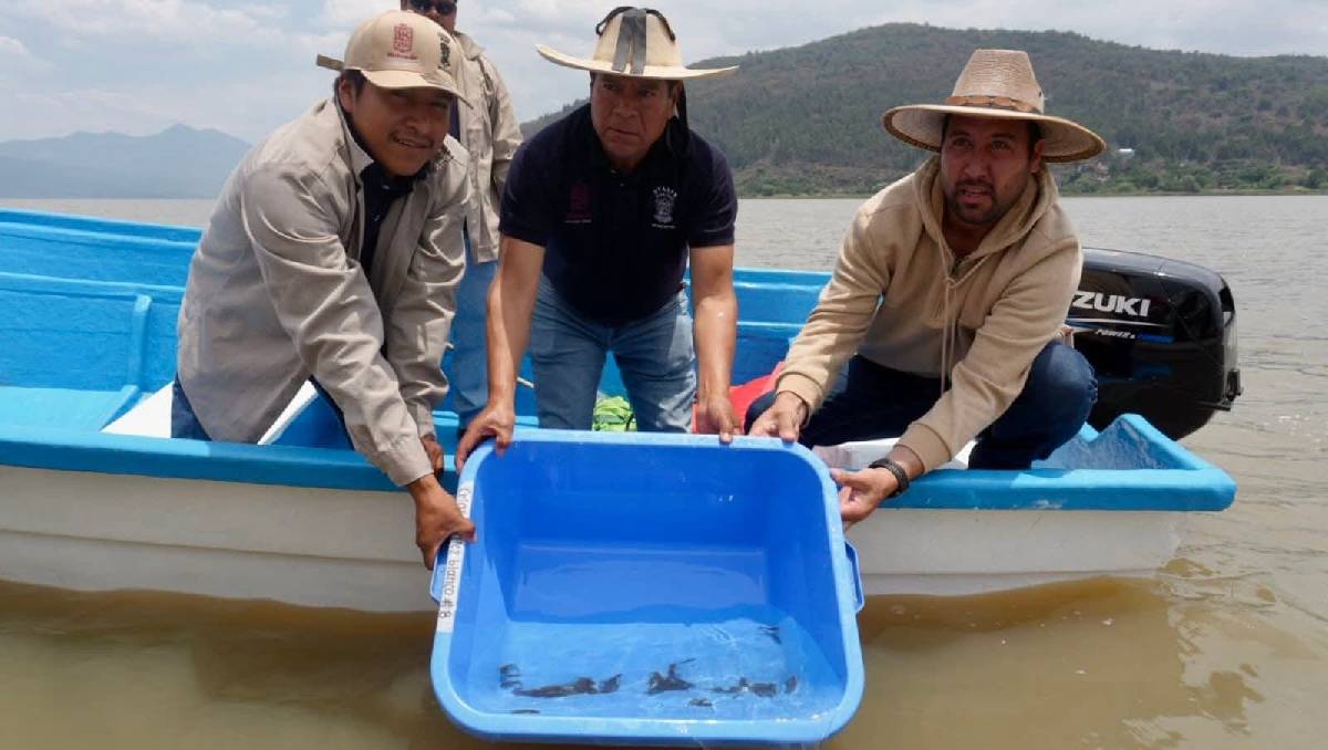 Los ajolotes en el lago Pátzcuaro estaban amenazados por la sobrepesca y la sequía. Foto: (Especial)