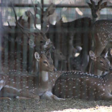 Calificó que a su llegada recibieron un zoológico con infraestructura deshecha