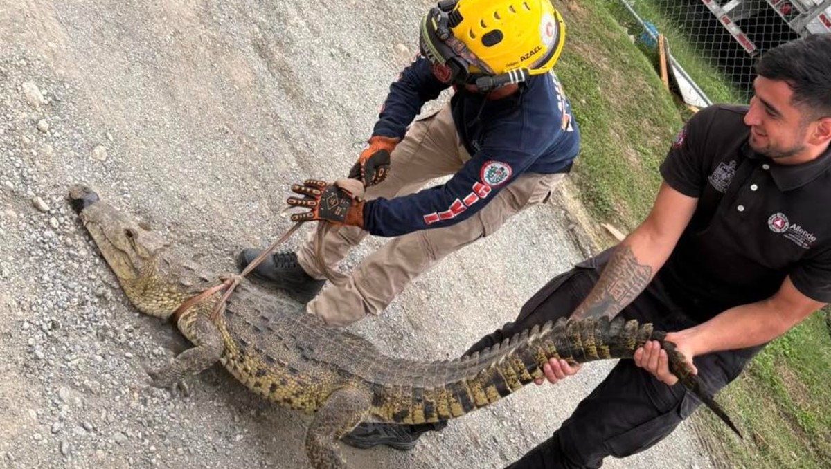 El cocodrilo fue localizado en la colonia Talleres de la comunidad El Maguey. Foto: Especial