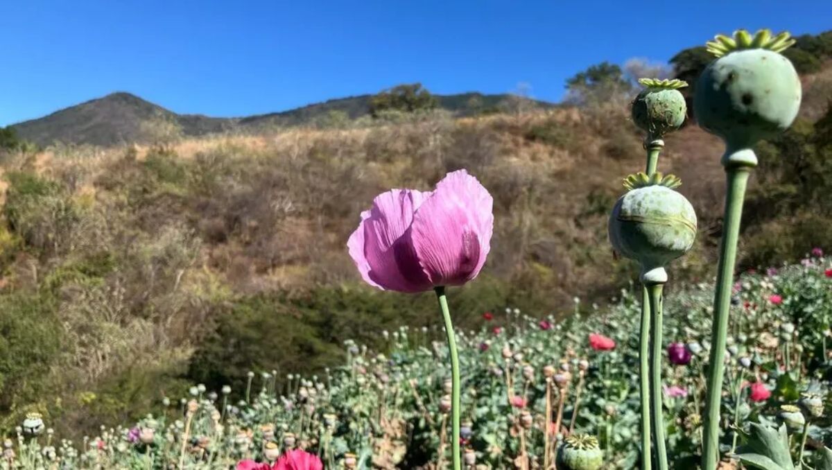 Cultivo de amapola | Especial