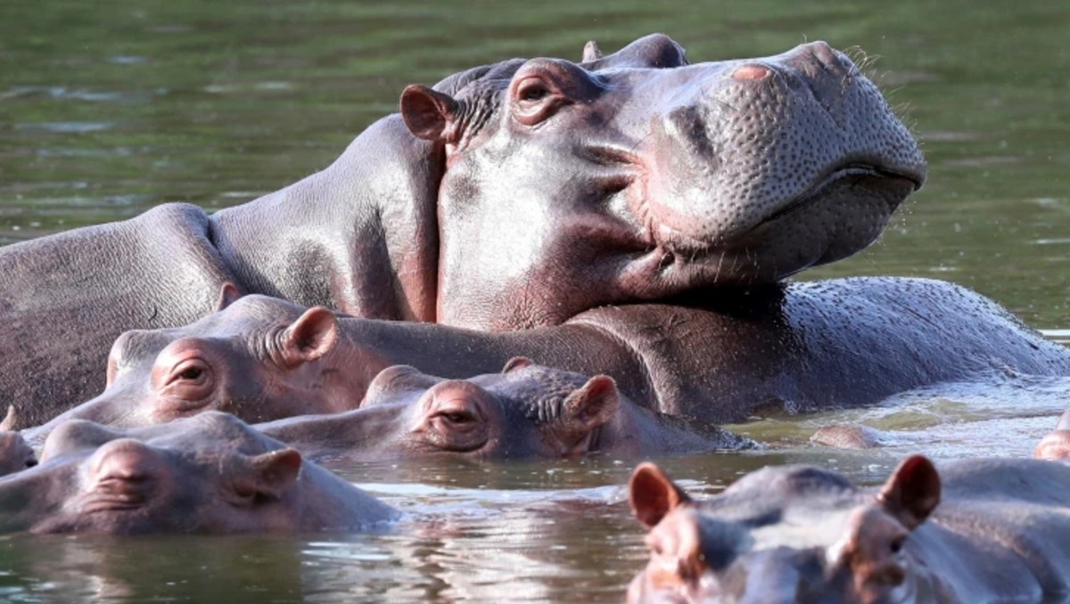 Hipopótamos nadando en Hacienda Nápoles,  de Pablo Escobar | FOTO: AP