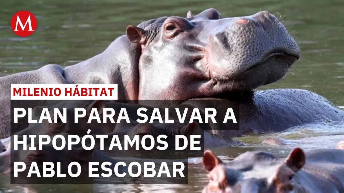 Hipopótamos de Pablo Escobar: Disputa entre la AZCARM y el Gobierno de Colombia | Milenio Hábitat