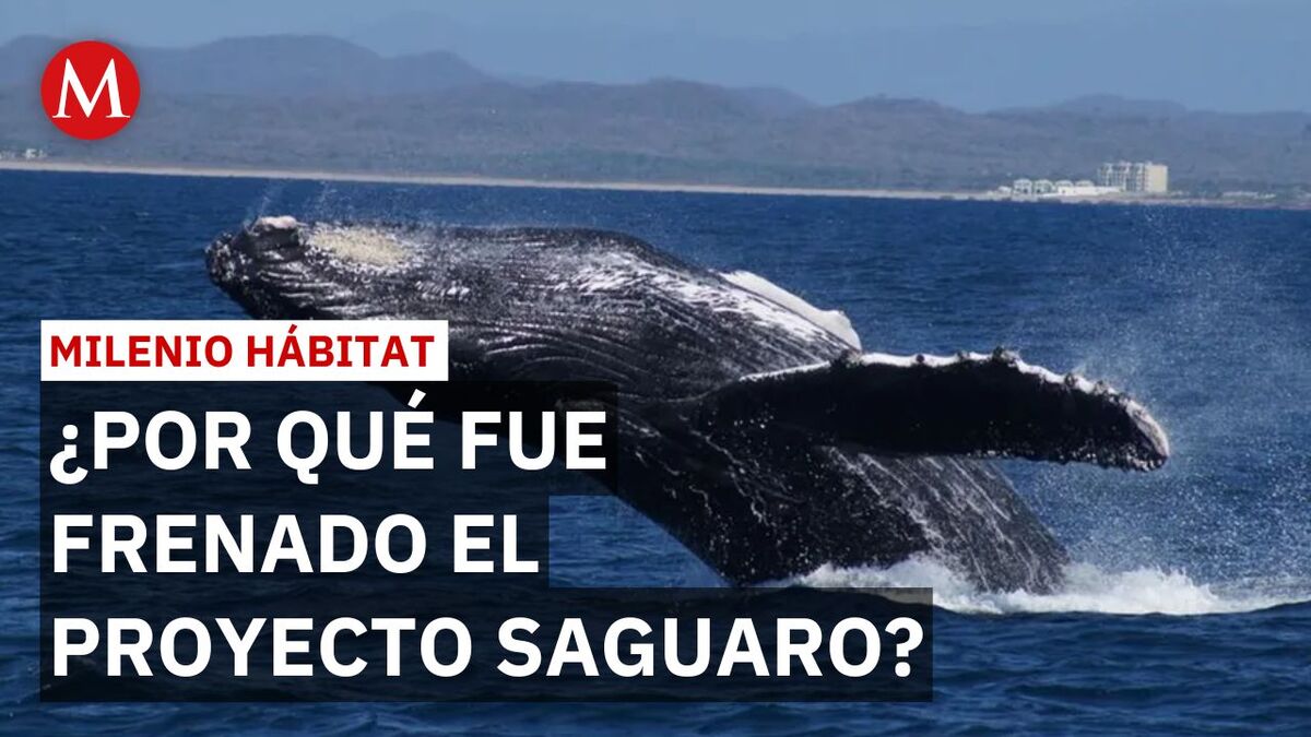 Jueza prohíbe entrada de buques de gas al Golfo de California por ballenas | Milenio Hábitat