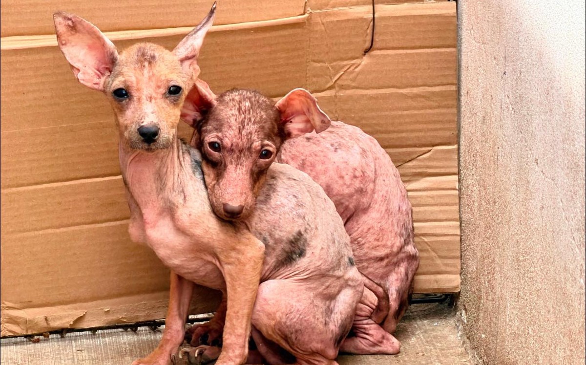 Lomitos son rescatados en fraccionamiento de Reynosa.| Bienestar Animal