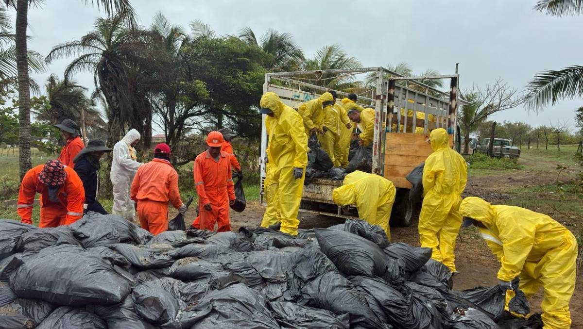 Pemex asegura manejo responsable de residuos tras arribo de chapopote a costas de Veracruz. | Foto: Especial
