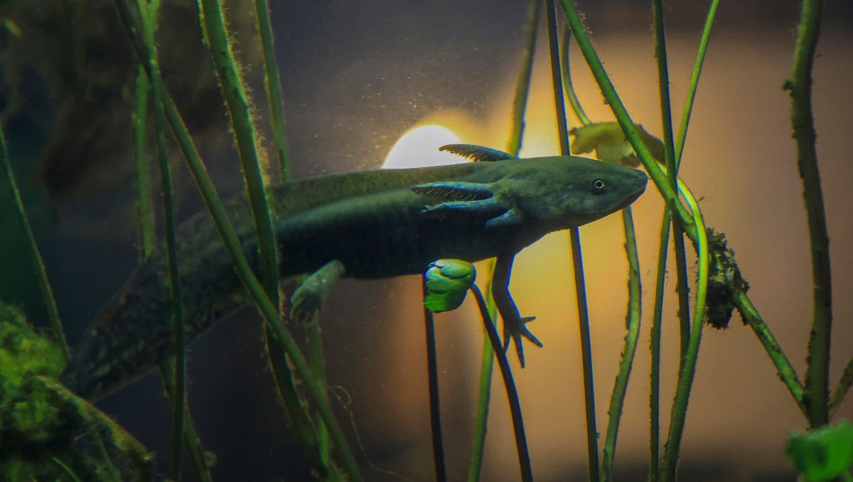 Plantas, piedras y organismos mexicanos de soporte, junto a tecnología de microentornos, el nicho propicio para su desarrollo | Andrés Lobato