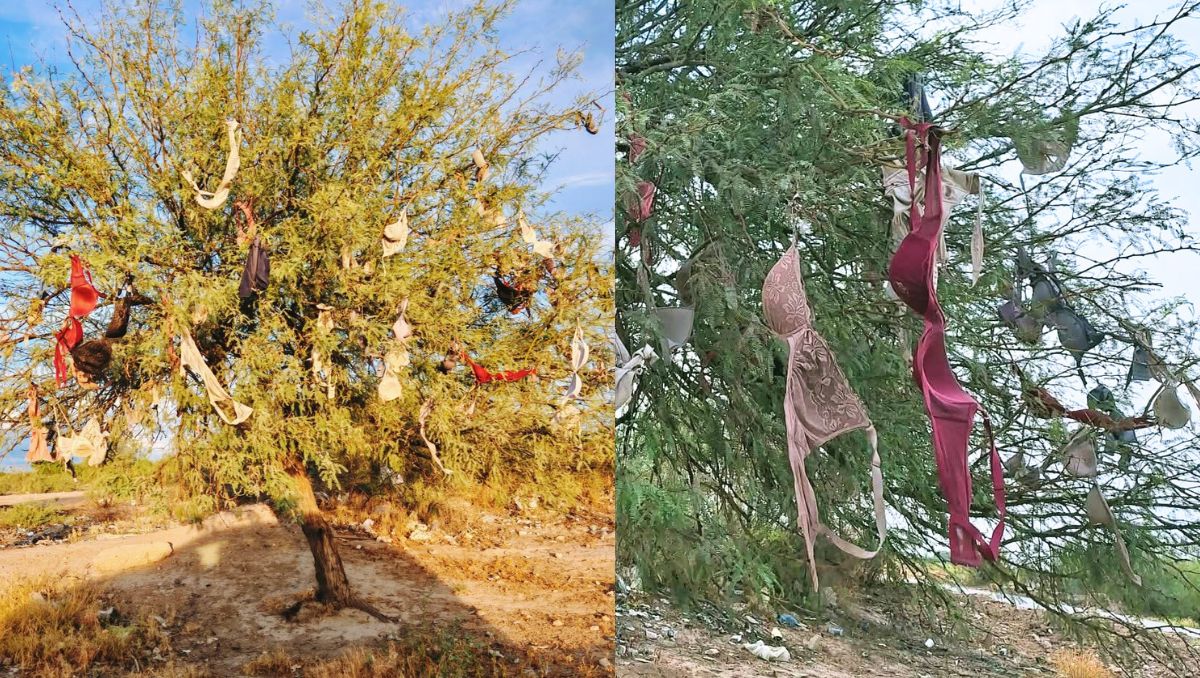 Nadie sabe en realidad cómo han llegado tantas prendas íntimas femeninas a este árbol. | Especial