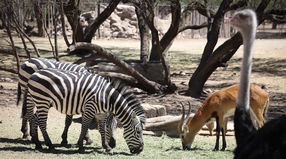 Se informó que ya se trabaja en saldar dicho adeudo mediante un nuevo convenio. Foto: Dany Béjar.
