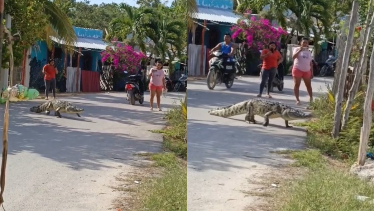 Sorpresa en Yucatán: cocodrilo recorre viviendas sin causar daños | Especial