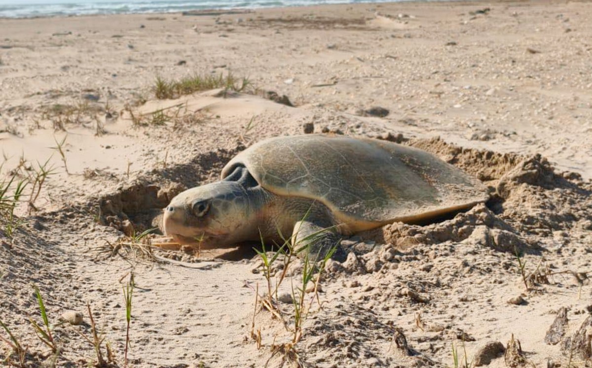 Tortuga Lora anida en playa Bagdad. | Conibio  Global A.C.