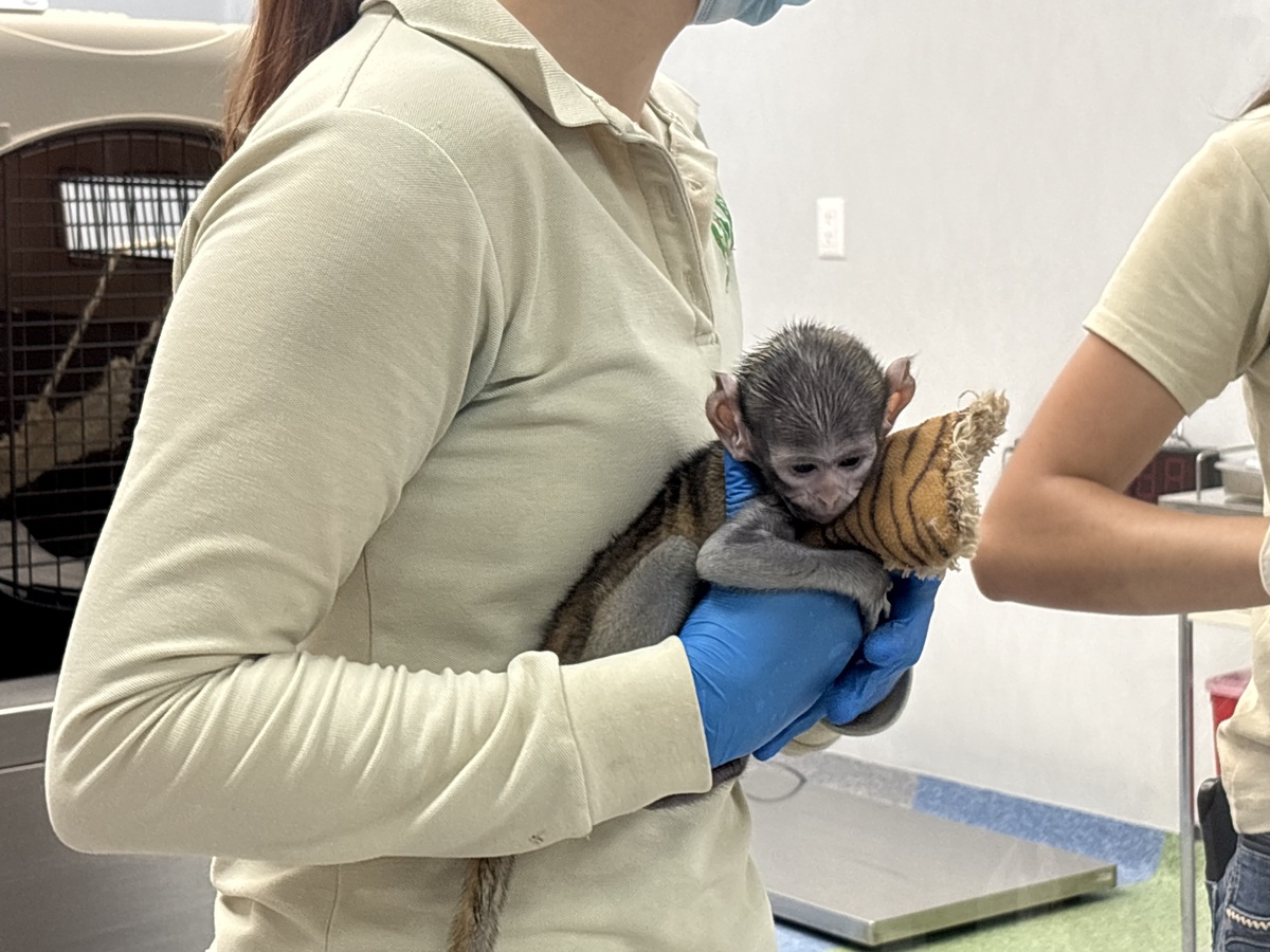 Yuji, el mono patas que no pudo ser criado por su madre primeriza. (Fátima Briceño)