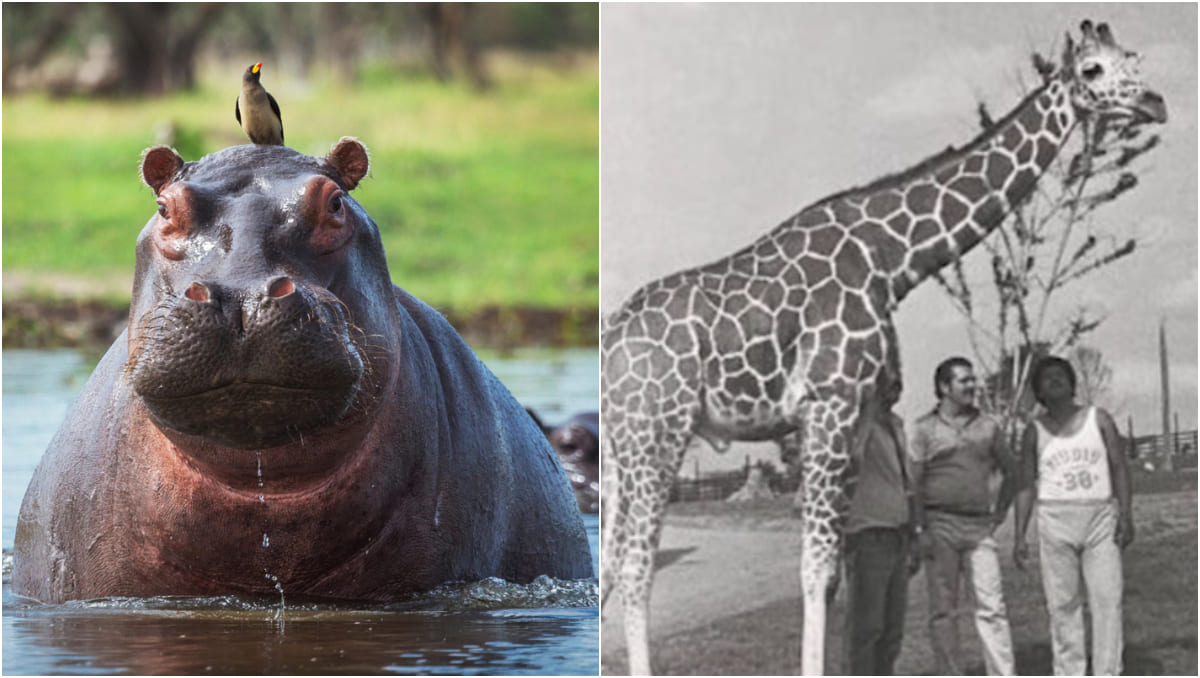 El zoológico, ubicado en la Hacienda Nápoles, albergó especies importadas de todas partes del mundo. (EFE | Especial)