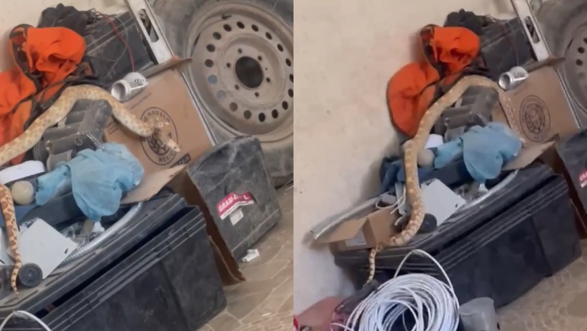 En busca de comida víbora irrumpe en una quinta de Torreón y asusta a los visitantes. | Especial