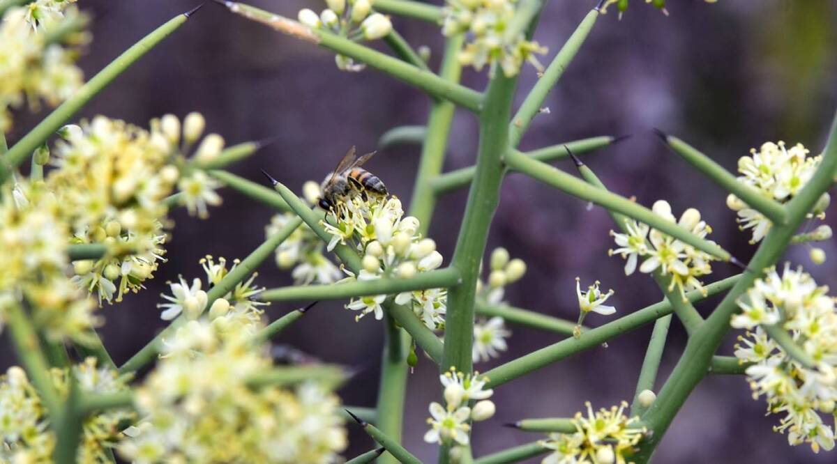 El Cañón de Jimulco rescató a sus abejas de los agrotóxicos y ahora las convirtió en economía. | Foto: Roberto Amaya