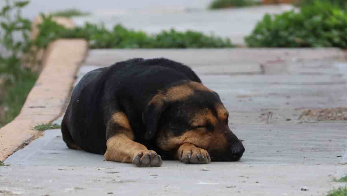 Fue difundido un video en el cual la senadora enfrentó a personal de la PROPAEM y justificó el hecho. | Foto: Verónica Rivera/Milenio