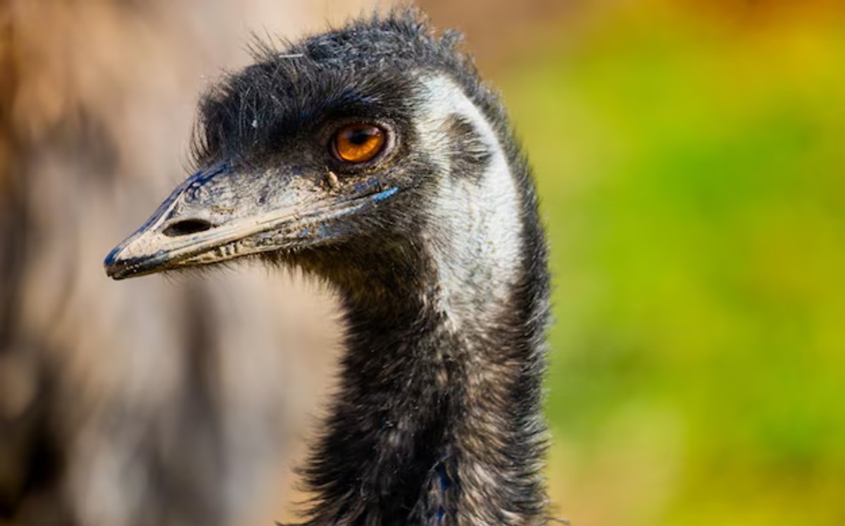 El emú es la segunda ave silvestre más grande en todo el mundo