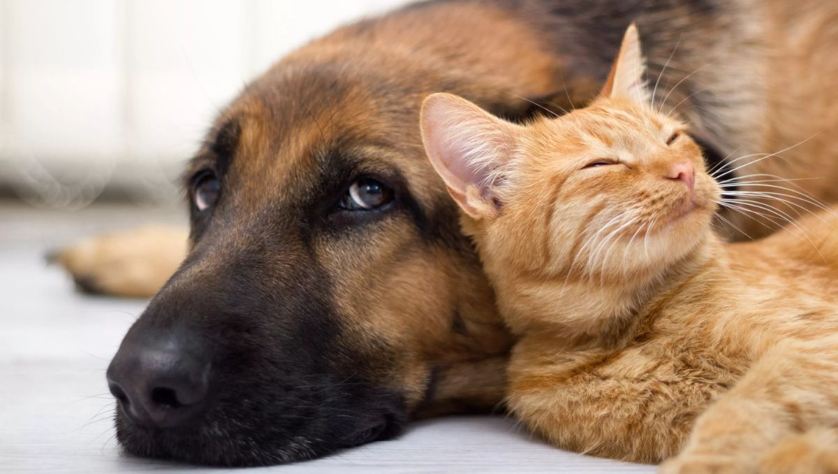 La medida también contempla mayores sanciones si los hechos ocurren frente a niñas, niños o adolescentes | Especial