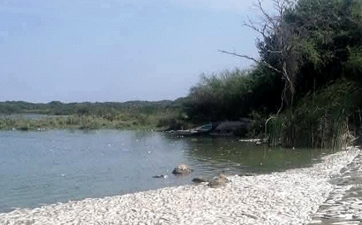 Peces muertos en El Camalote preocupa a pescadores en Altamira.