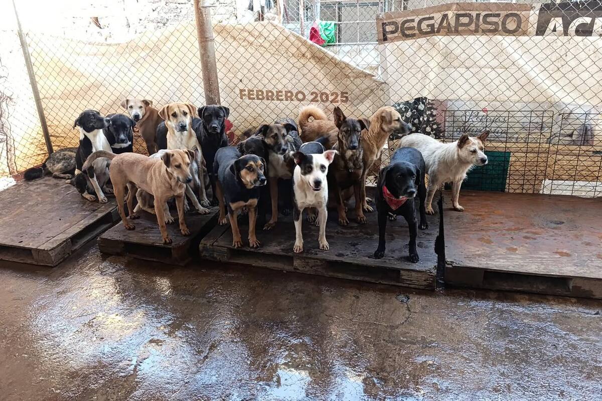 Perritos del refugio Buenos Chicos en Zapopan. (Cortesía)