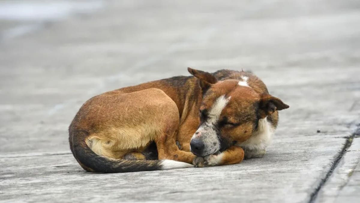 La presidente de México reaccionó a la polémica de la ex alcaldesa de Tecámac entorno al sacrificio de perros durante su administración | Especial
