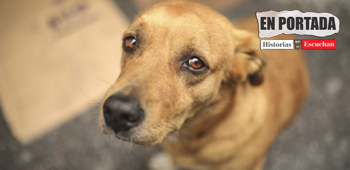 Senadora admite sacrificio de 10 mil animales cuando fue alcaldesa de Tecámac