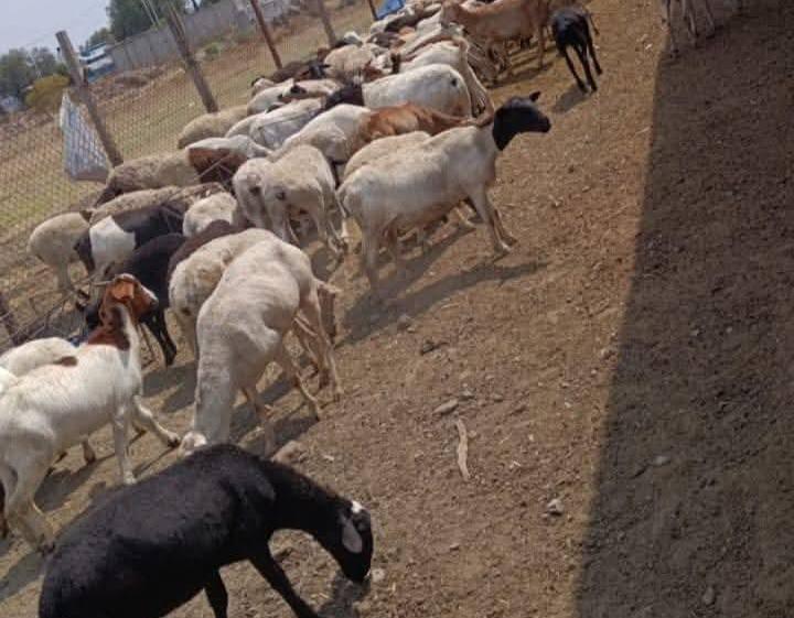 Valor del rebaño asciende a un millón de pesos. (Cortesía)