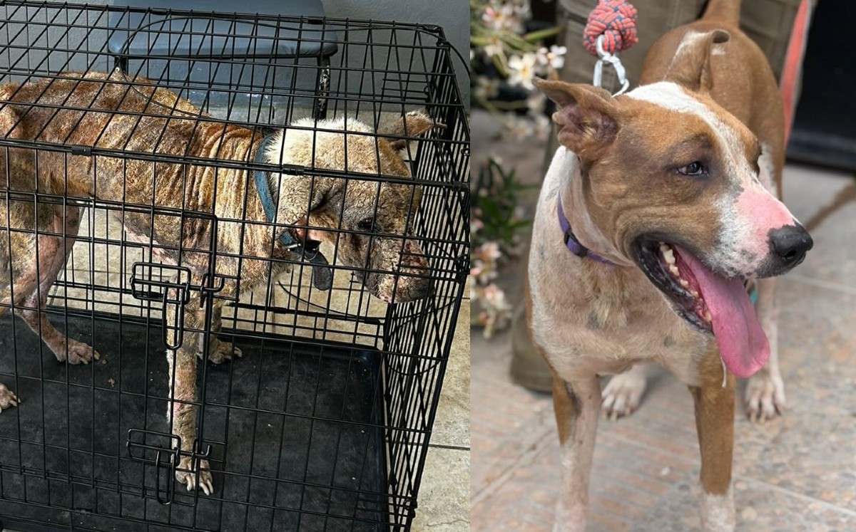 "El Grande" mejoró en estado de salud y hoy es un perrito feliz. | Redes