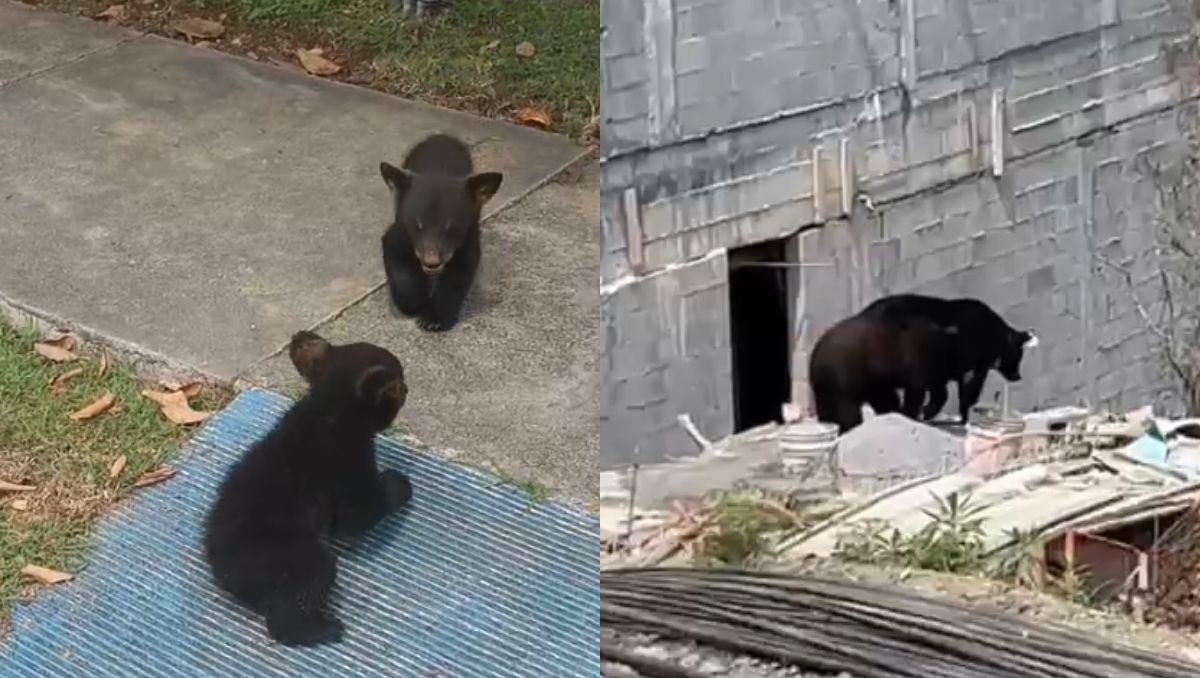 Las familias de osos fueron observadas en dos diferentes colonias. | Especial