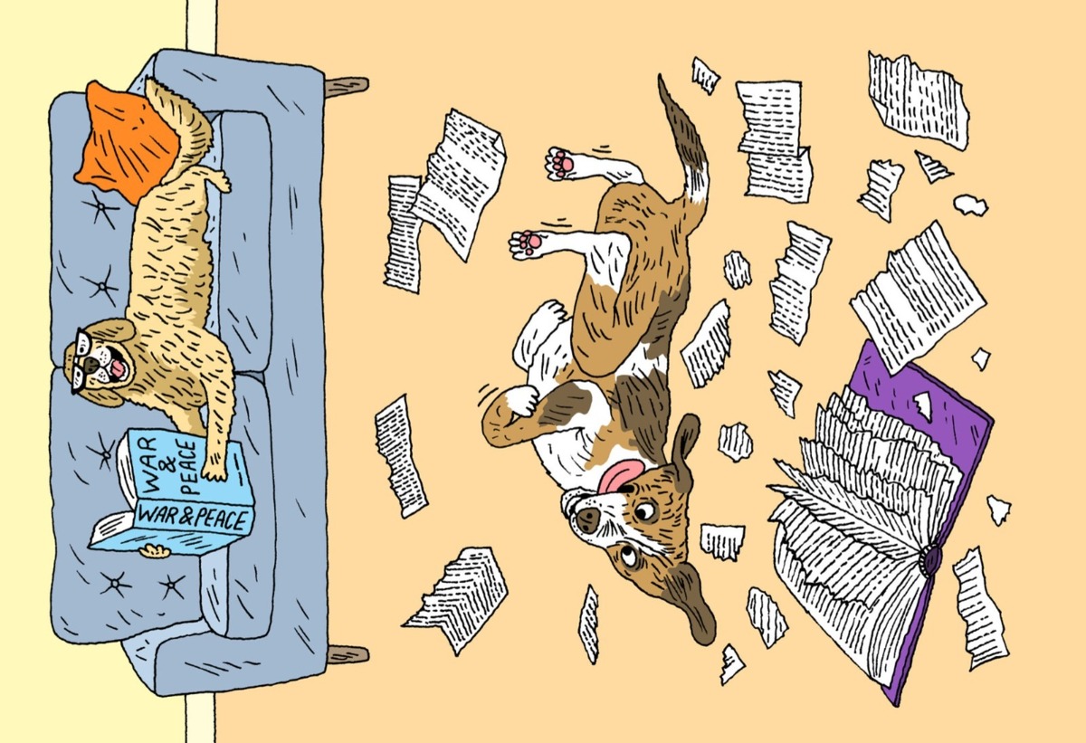 Lo que hace que los perros sean excepcionales es su capacidad para forjar estas relaciones con nosotros. | Foto: Peter Arkle/The New York Times