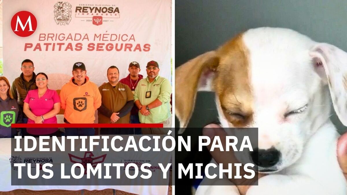 Reynosa avanza con CURMA: chip e identificación para proteger mascotas