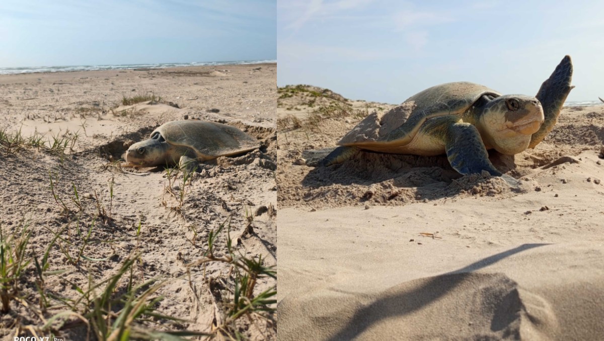 Tortugas Lora anidan en playa Bagdad. (Especial)