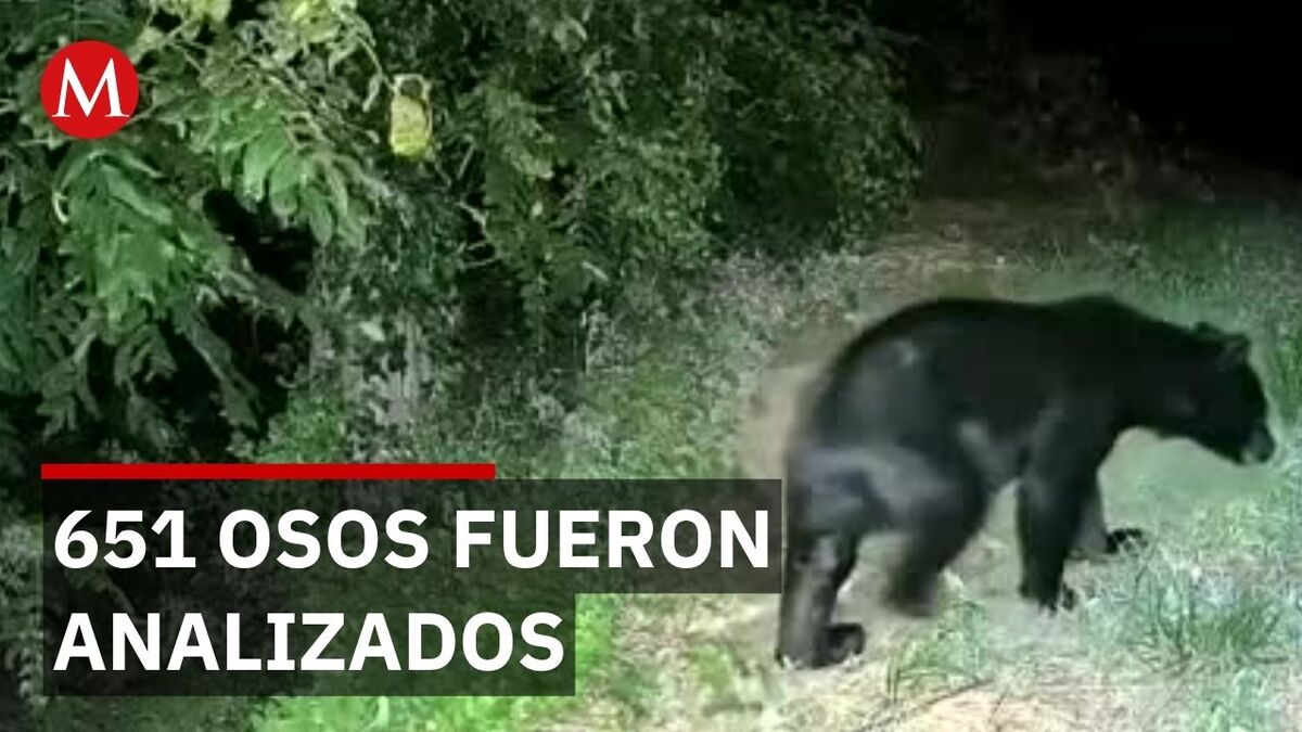 Ciencia japonesa desmiente mito sobre ataques de osos