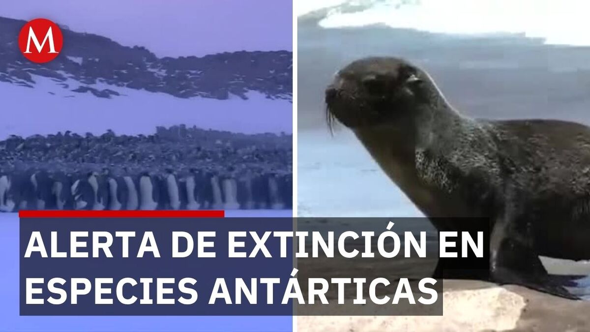 El Pingüino Emperador entra en peligro de extinción