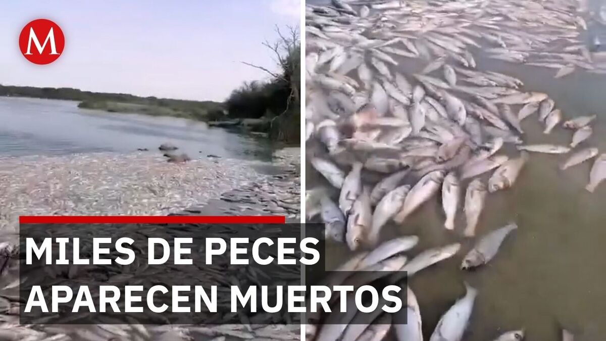 Extraña mortandad masiva de peces preocupa a pobladores en Veracruz