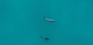 Frida nadando junto a su cría.