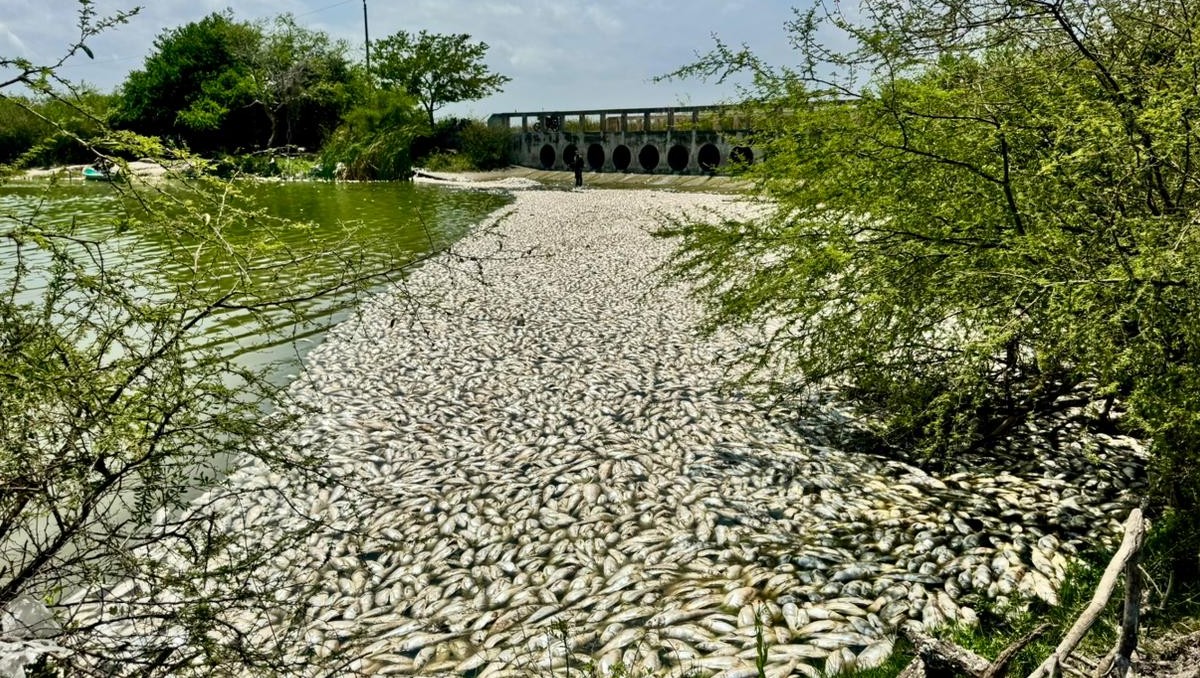 Mortandad de peces en norte de Veracruz. Foto: Mario Juárez